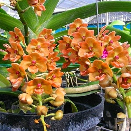 狐尾兰指甲兰新款泰国万代兰原杯大花浓香洋兰花卉基地清仓石斛兰