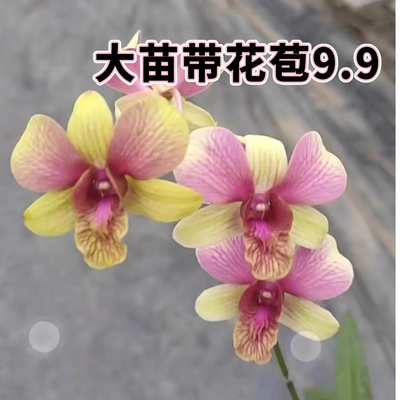 秋石斛特价清仓原杯大花浓香大苗原杯石斛兰洋兰盆栽花卉