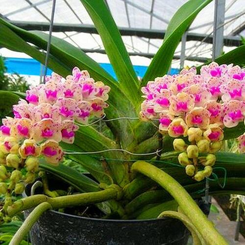 狐尾兰指甲兰新款泰国万代兰原杯大花浓香洋兰花卉基地清仓石斛兰