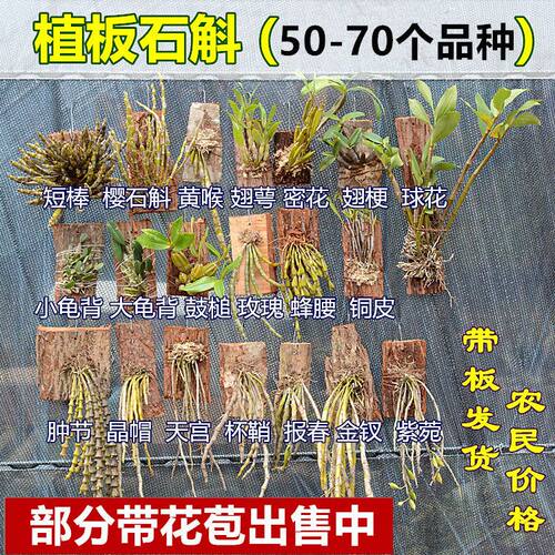带花苞石斛兰四季阳台