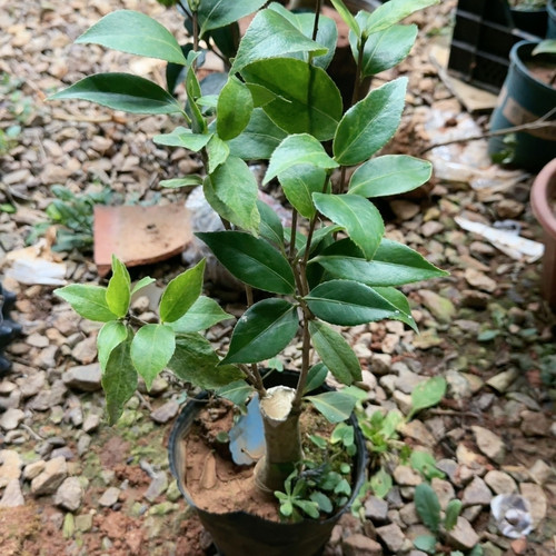 新品赤丹系列 丑叶 喷砂嫁接