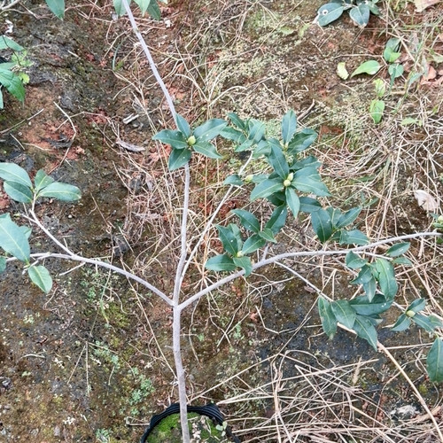 卖花姑娘 原生 香味 带花苞