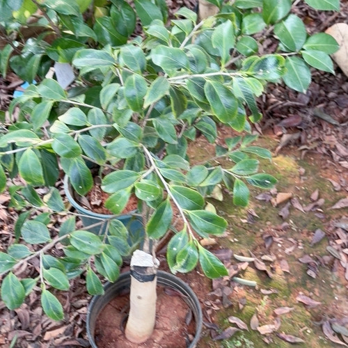 彩叶玉之浦 嫁接