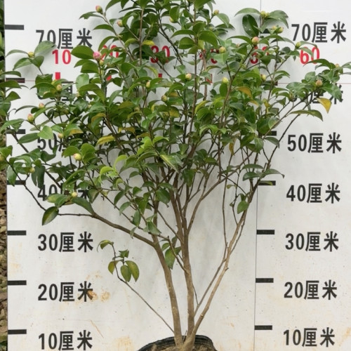 朝仓 6年苗 茶梅群带花苞 群开 花苞30个