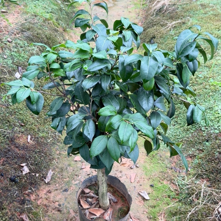 嫁接 3刀友之浦