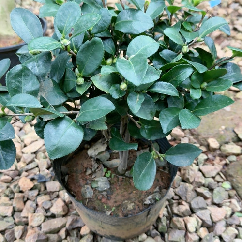 财神 原生 茶梅