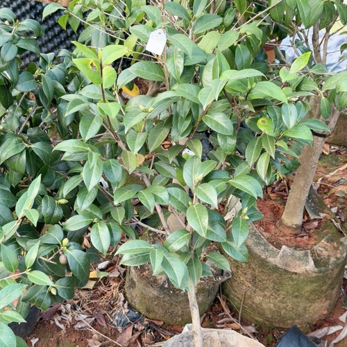 粉花之王 松花片 原生7年苗 带花苞 高1.2M