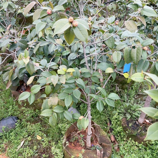 新香花品种好闻嫁接