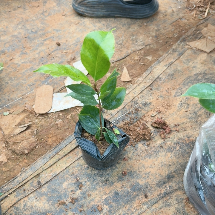 齿五 5号,鲜花速递/花卉仿真/绿植园艺,绿植,淘宝优惠券,粉丝福利购,淘宝优惠卷