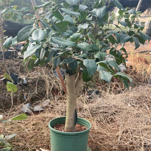 嫁接苗济州云龙白花云龙3刀