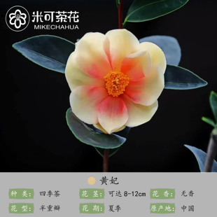 2024秋团新品 2年原生苗 名贵稀缺品种山茶花盆栽新手好养团购