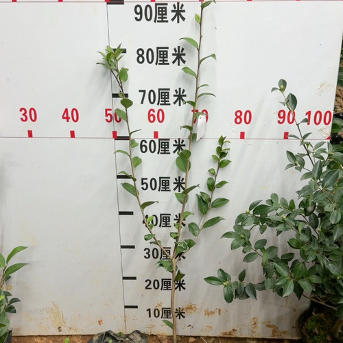港之曙 原生 高1M