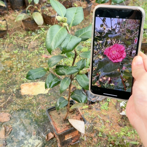 薄荷糖 带5个花苞 原生苗