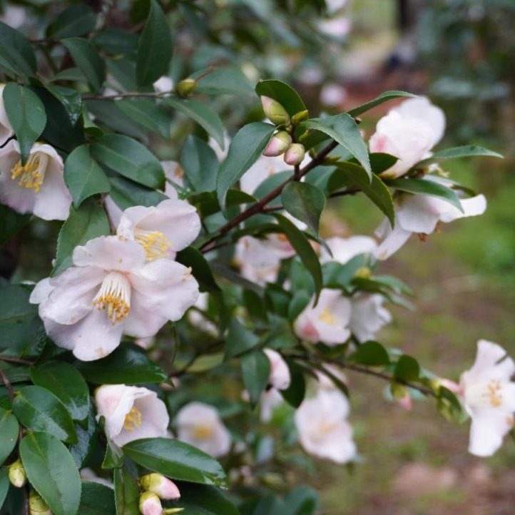 日系春风 山茶花盆栽清香型带花苞茶花树苗 室内外阳台好养