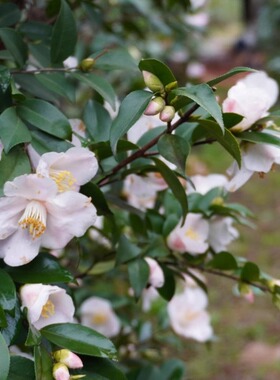 日系春风 山茶花盆栽清香型带花苞茶花树苗 室内外阳台好养