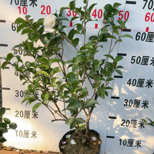 丛林款 朝仓茶梅 带花苞 特价款