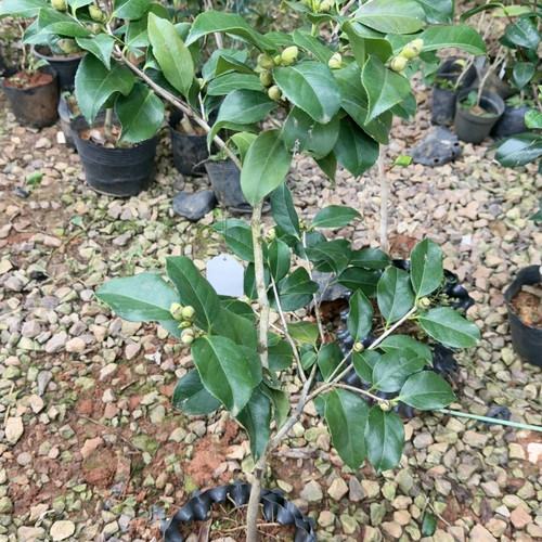 雪塔 带花苞  原生苗