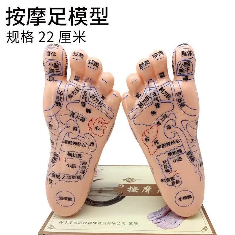 丰帆 足模型足底反射区精准穴位图脚部脚丫立体模型脚模型足疗穴