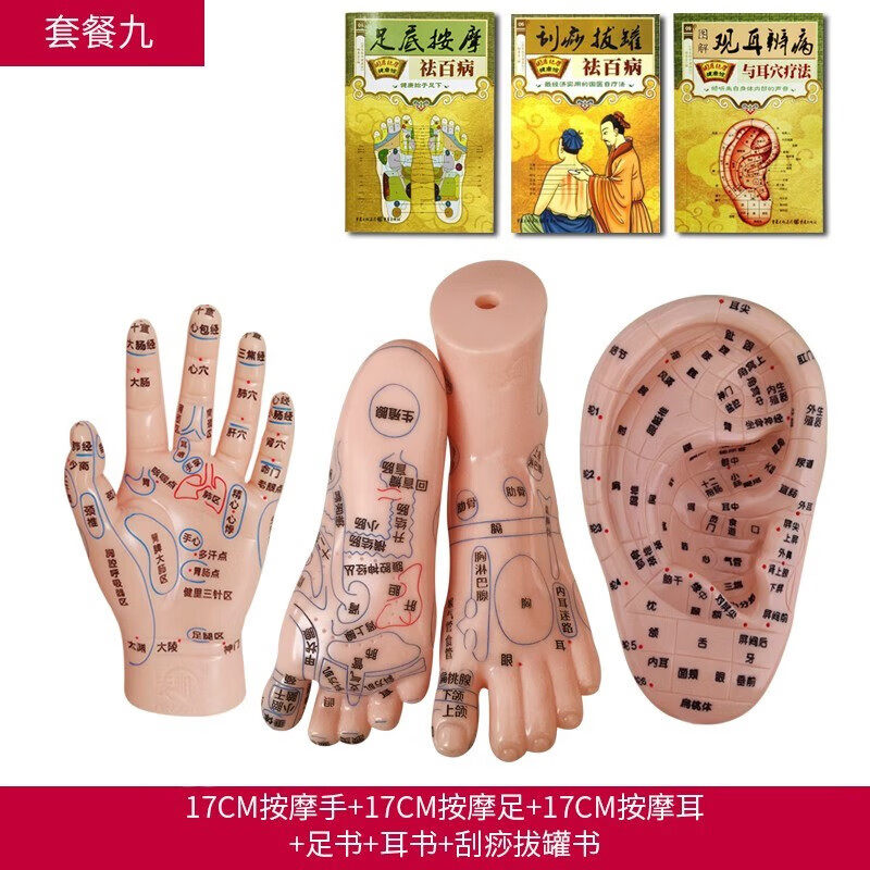 丰帆 脚部足部反射区模型按摩针灸艾灸穴位针灸模型按摩成人推拿
