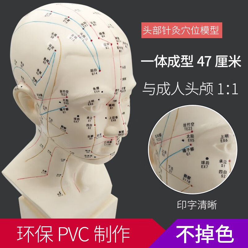 丰帆 高清头部穴位模型针灸刻字头模带穴位全脸面部假头腧穴