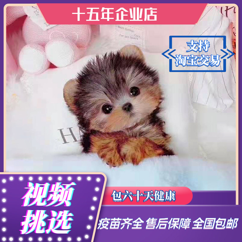 赛级约克夏梗纯种幼犬小型茶杯犬宠物狗超小体约克夏茶杯约克夏