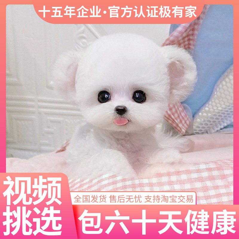 飞耳比熊幼犬韩国纯种卷毛小体家养宠物狗CKU犬舍血统活体茶杯犬