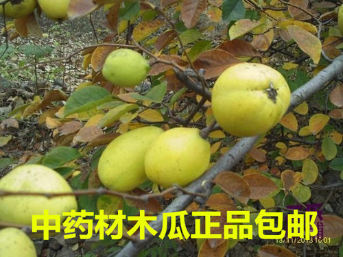 中药材新鲜宣木瓜贴耿海棠铁脚梨