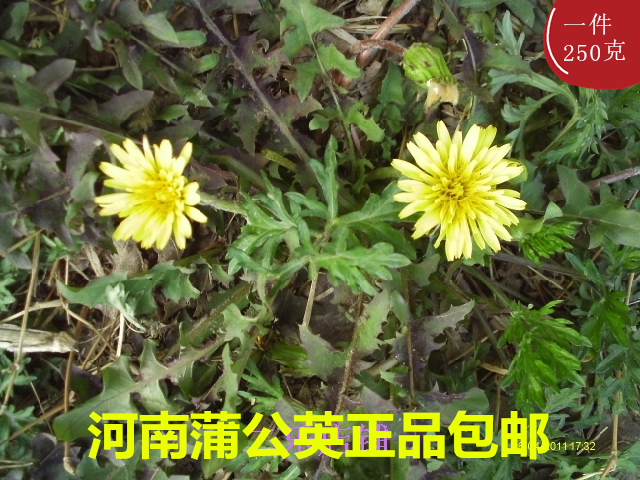 河南新鲜蒲公英带根晒干婆婆丁