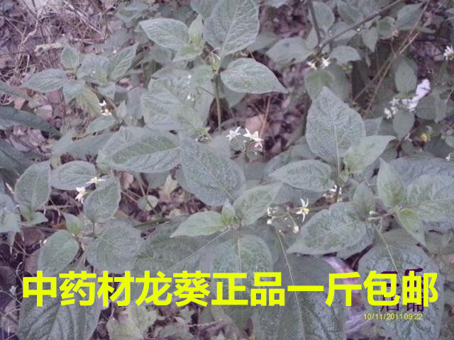 河南尧山中药材龙葵天茄子苦葵
