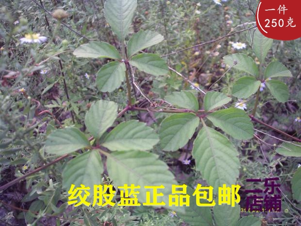 中药材绞股蓝根正品七叶参新货
