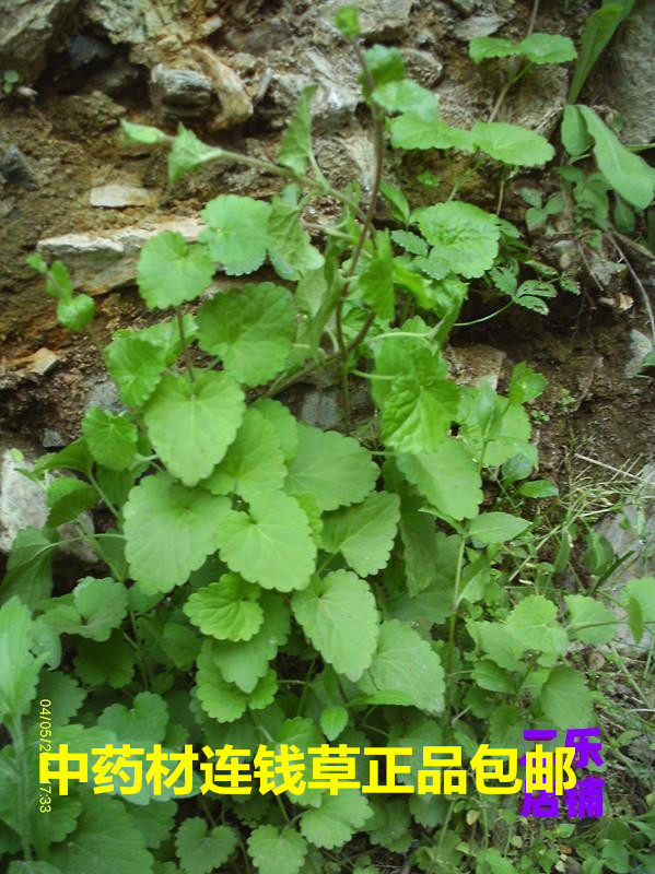 中药材连钱草透骨消肺风草新货