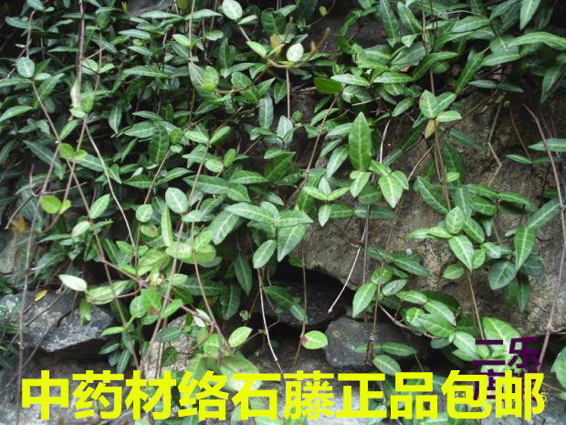 河南中药材新鲜络石藤正品整棵切断晒干爬墙虎石龙藤新货包邮
