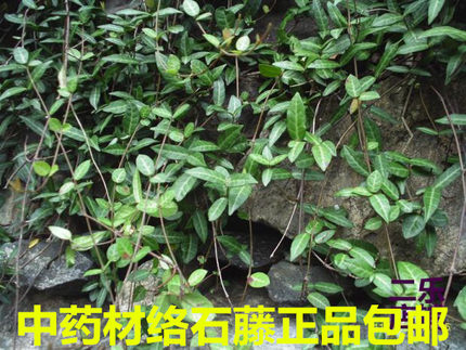河南中药材新鲜络石藤正品整棵切断晒干爬墙虎石龙藤新货包邮