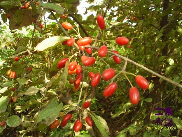 河南尧山山茱萸果正品新货包邮
