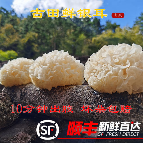 古田新鲜银耳糯耳雪耳10分钟出胶