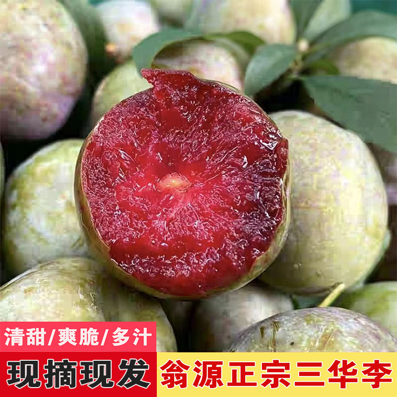 翁源正宗三华李现摘现发爽脆甜李