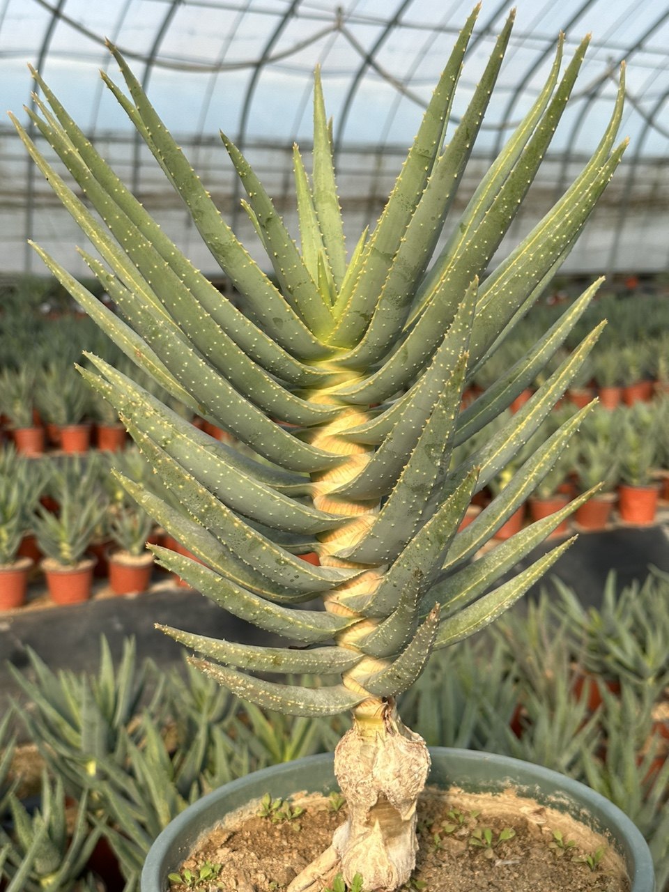 稀有二岐大树芦荟办公室内家庭院防辐射净化空气多肉绿植盆栽