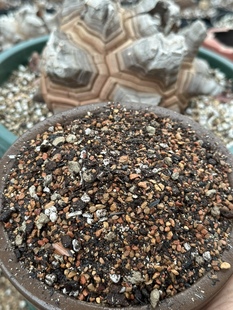 潮流块根南非龟甲龙番杏十二卷仙人球多肉播种颗粒营养土基质