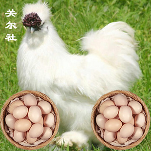 【泰和乌鸡蛋】江西白羽乌鸡蛋白凤鸡凤头丝毛乌骨鸡蛋鸡蛋