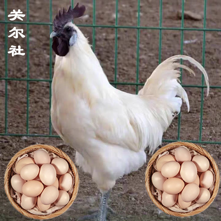 【江山白乌鸡蛋】江山白雪鸡蛋白鸡蛋