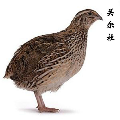 【鹌鹑鸟蛋】鹌鹑蛋鹌鹑鸟蛋宛奔鹑鸟蛋迷你蛋散养鹌鹑蛋