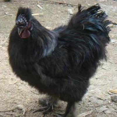 【黑凤乌鸡蛋】黑羽泰和丝毛乌骨鸡绿壳蛋观赏乌鸡蛋黑凤鸡蛋