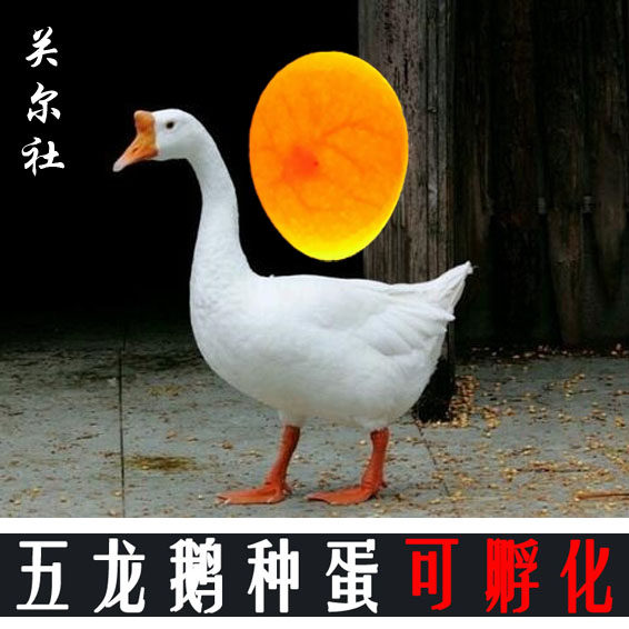[12枚]大白鹅种蛋三花鹅五龙鹅皖鹅肉鹅百子鹅雁鹅灰鹅受精蛋
