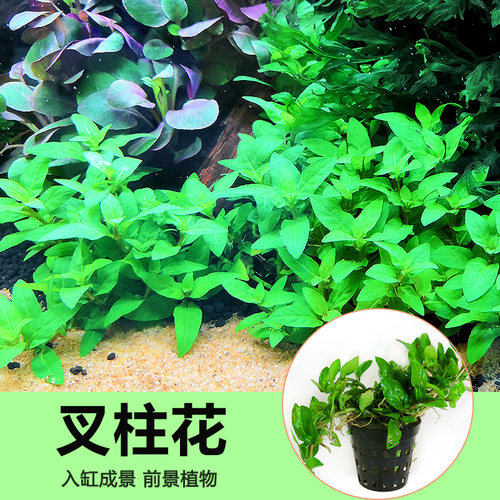 鱼缸造景水草南美柱花新手叉柱