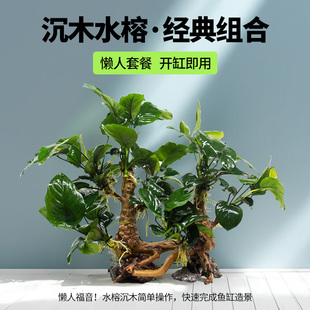 鱼缸造景沉木水榕树森林一木成景莫斯树水下草缸懒人树小树林骨架