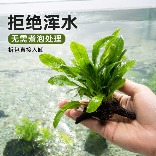 翡翠皇冠水草沉木活体水草成品南美原生缸布景无需水草泥鱼缸专用