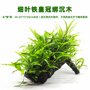 细叶铁皇冠水草沉木鱼缸造景阴性好养水培植物懒人草缸装 饰摆件
