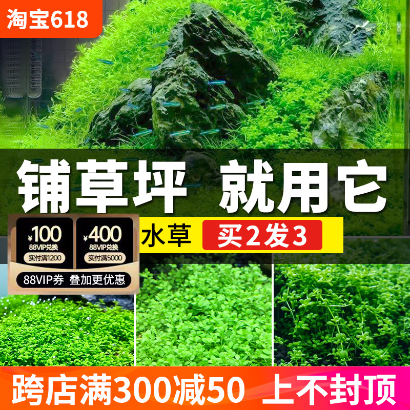 鱼缸造景水草前景爬地矮珍珠草坪迷你牛毛趴地日本珍珠草新手植物 宠物/宠物食品及用品 水草 原图主图