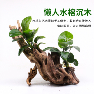 鱼缸造景水草沉木沉水型大叶水榕水草懒人淡水有茎类低肥需求易养