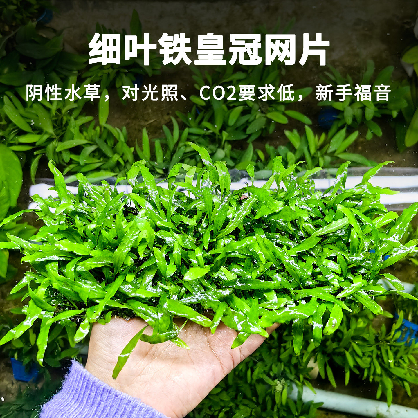 鱼缸造景细叶铁皇冠网片沉水型皇冠类草阴性水草造景植物新手福音